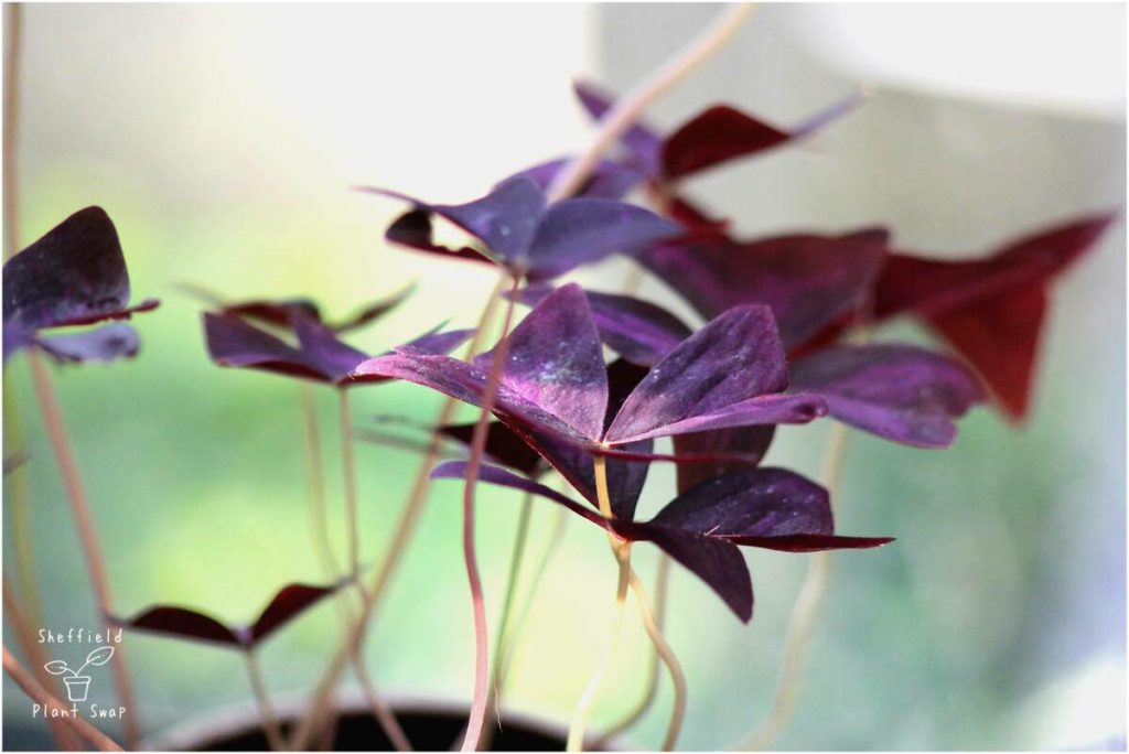 Purple oxalis (Oxalis triangularis)
 house plant