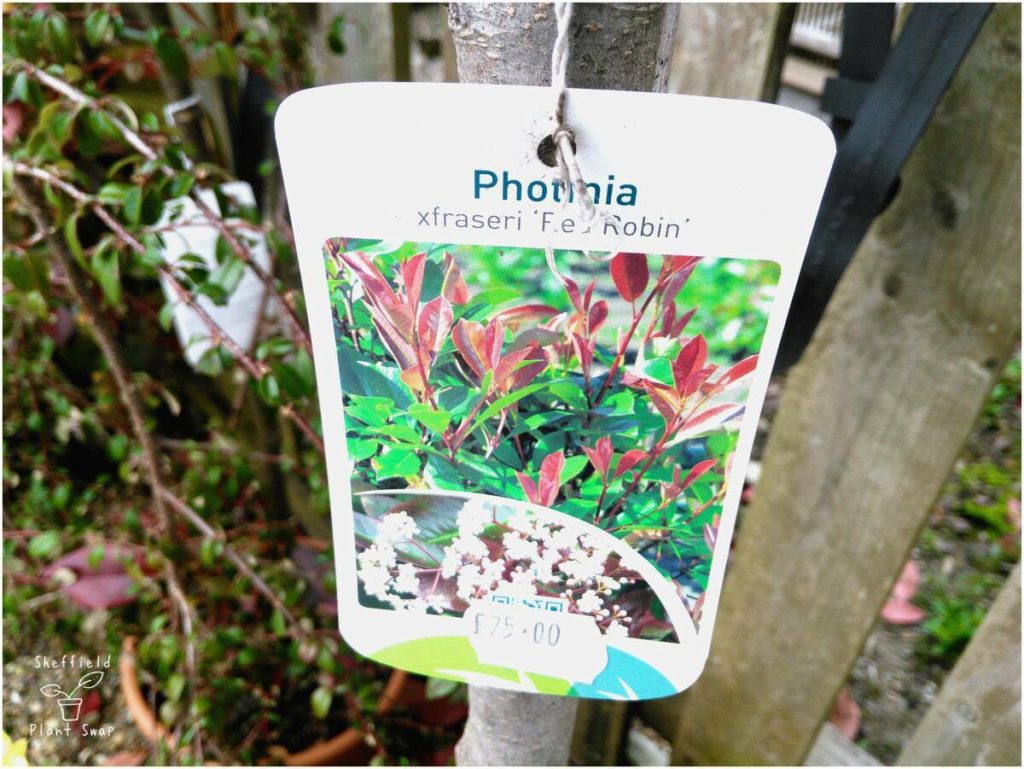 A plant with a plant label showing the scientific plant name as well as the cultivar.