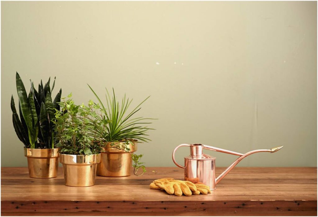 Long spouted metal watering can and house plants.